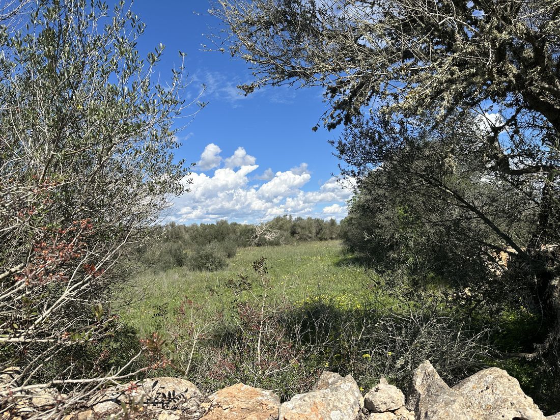 Blick durch Olivenbäume auf das Grundstück