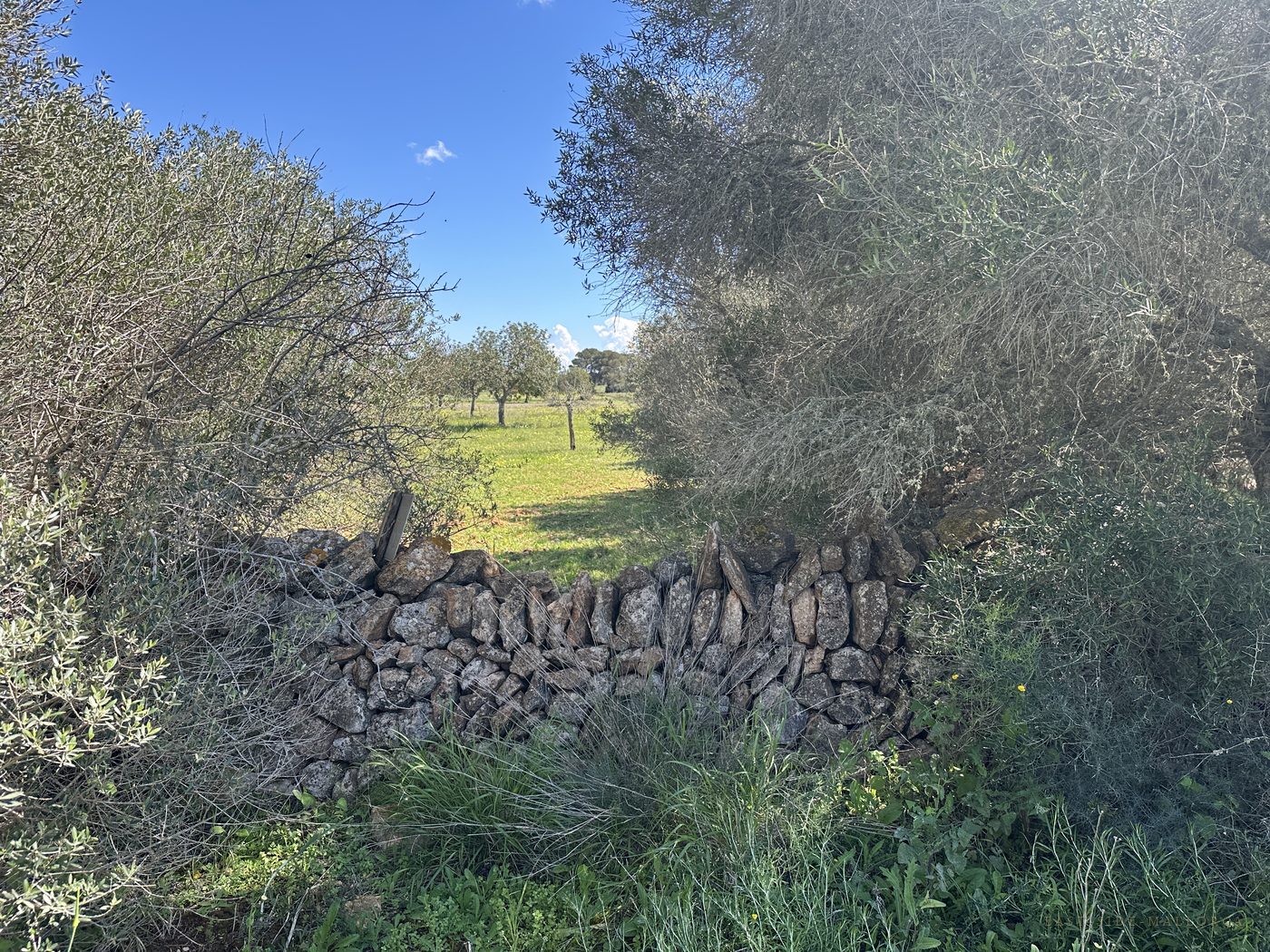 Trockensteinmauer zwischen Olivenbäumen